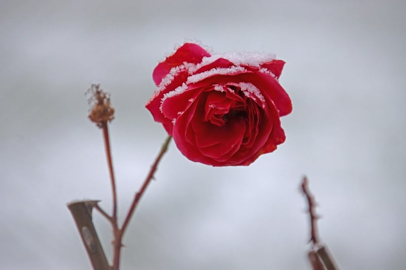 Dreamy Photography